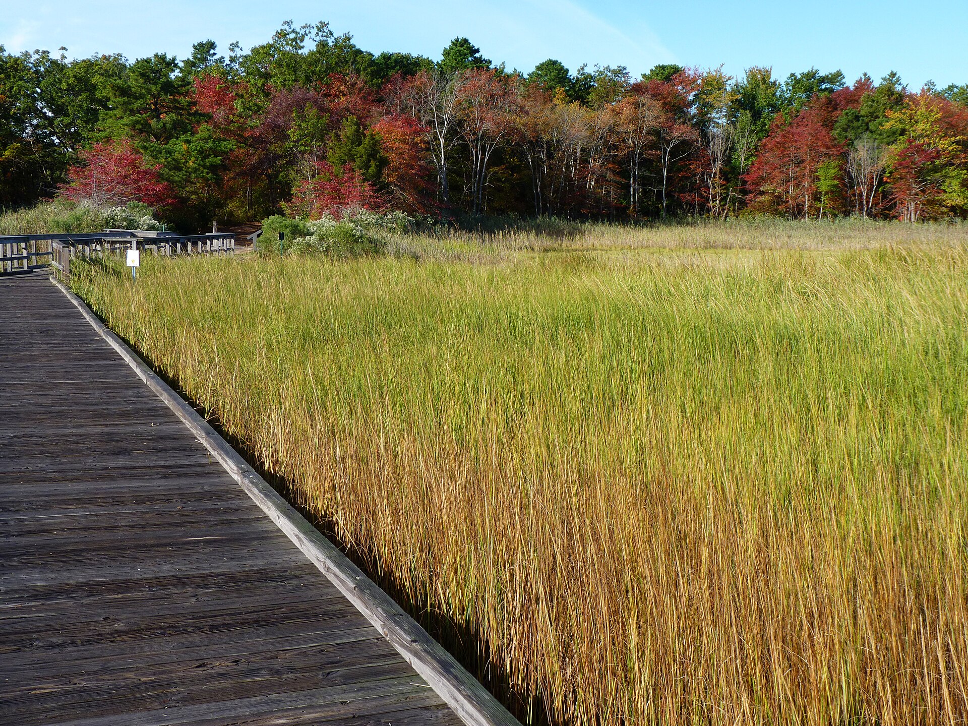 A weathered boardwalk running beside golden salt marsh grass at Cheesequake State Park, with a line of pines and red autumn hardwoods behind