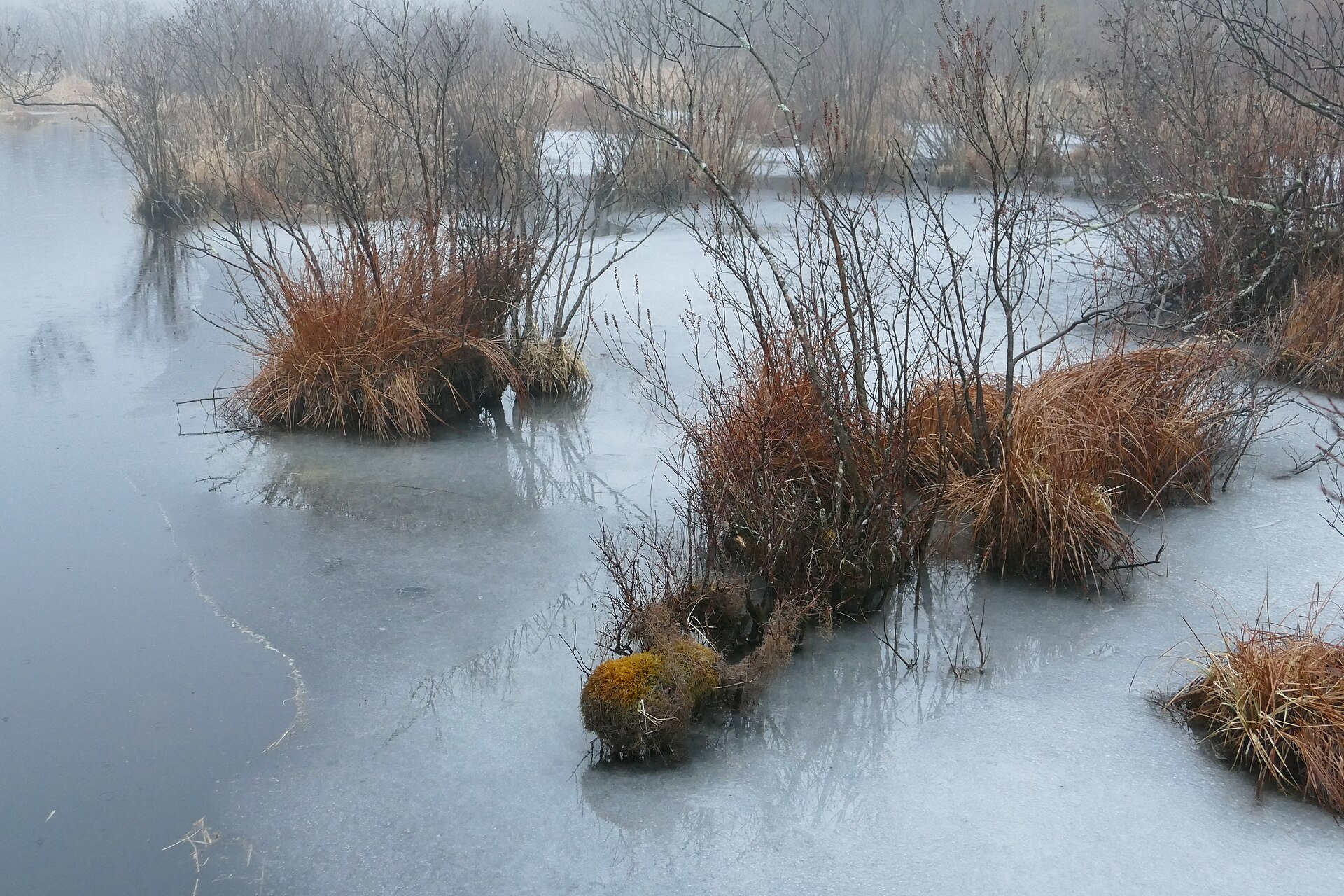 Frozen wetland in Wawayanda State Park, with tussocks of orange sedge and bare shrubs standing in pale grey ice