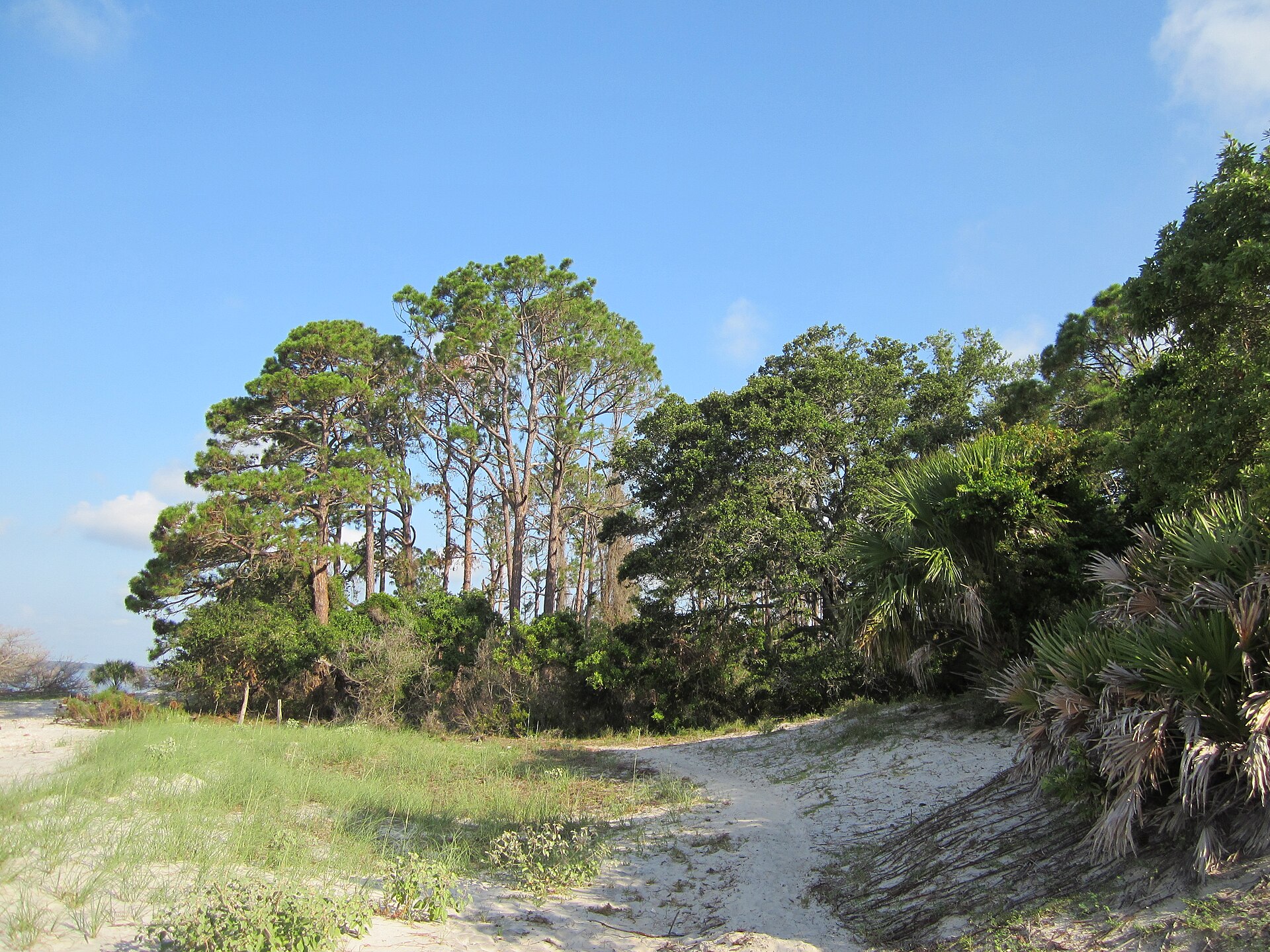 A sandy path running between saw palmetto and live oaks toward a stand of tall pines under a bright blue sky on a barrier island
